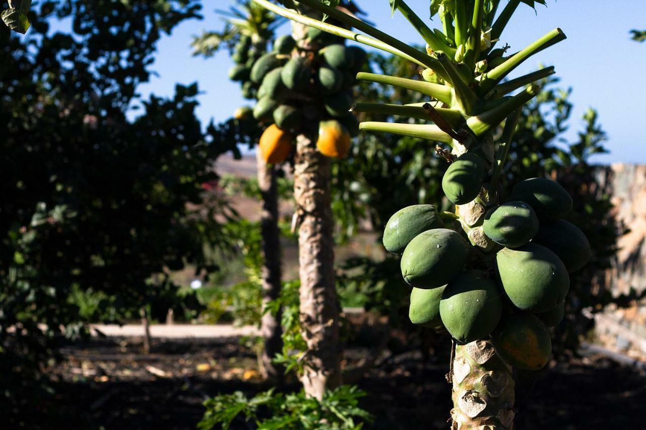 Finca Arbequina Pájara 外观 照片
