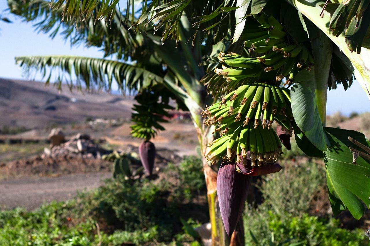 Finca Arbequina Pájara 外观 照片