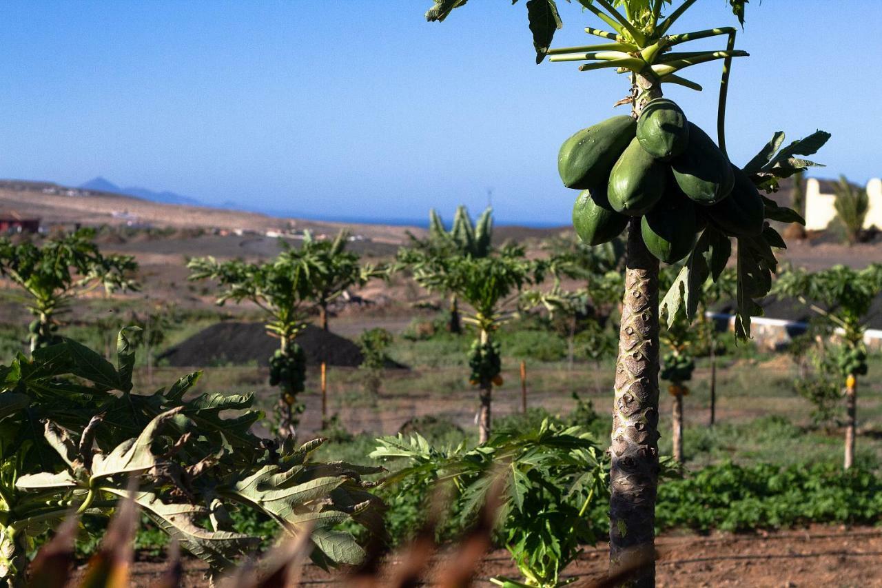 Finca Arbequina Pájara 外观 照片