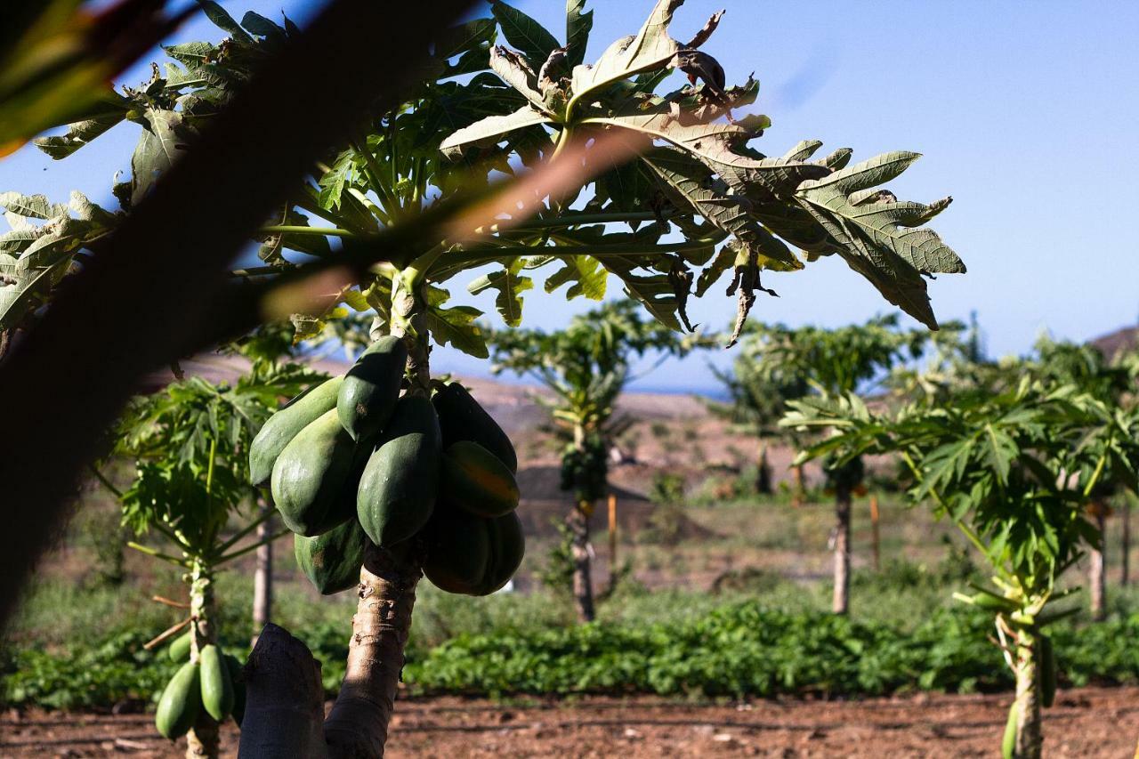 Finca Arbequina Pájara 外观 照片