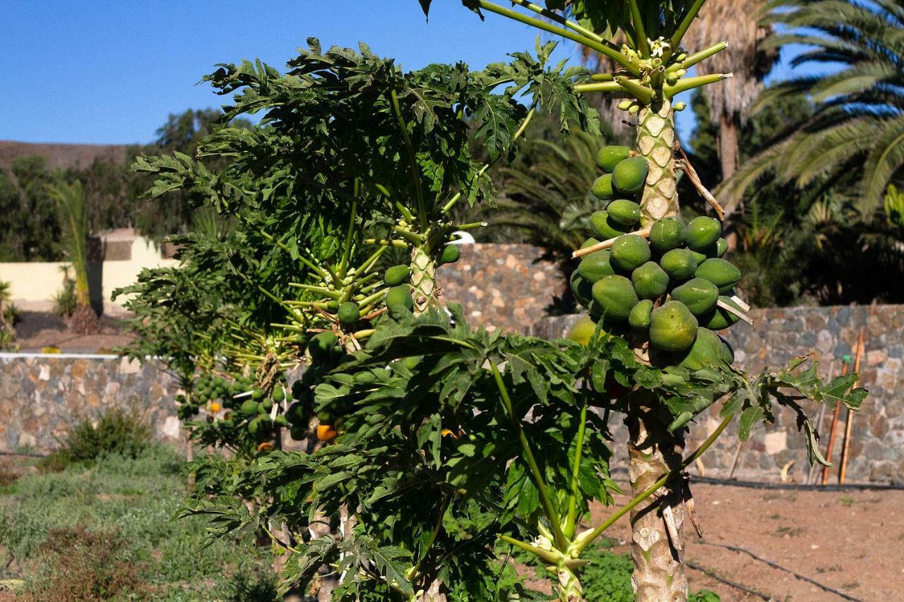 Finca Arbequina Pájara 外观 照片