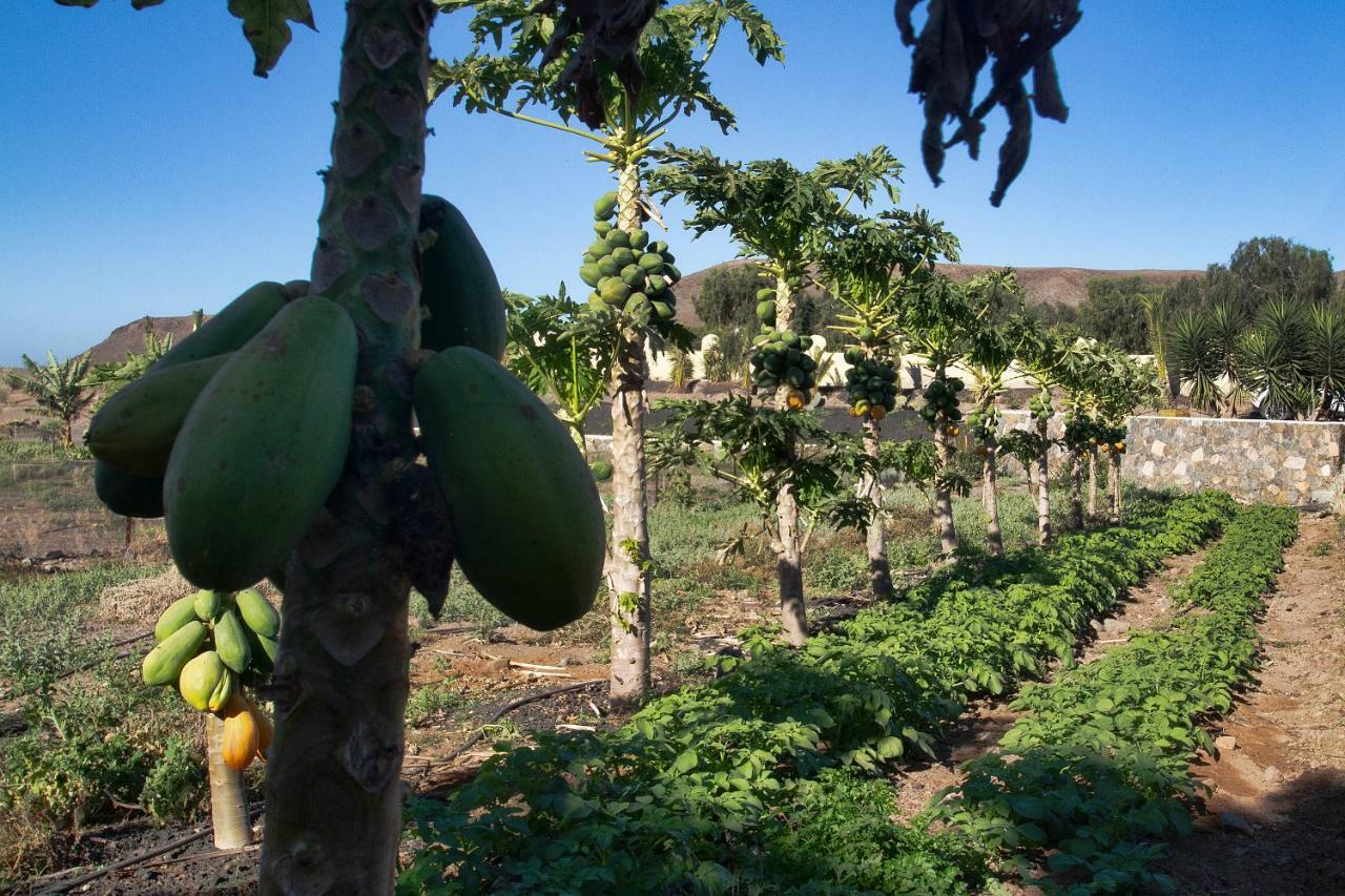 Finca Arbequina Pájara 外观 照片
